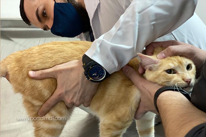 Fotos do gato tomando vacina para poder fazer uma viagem internacional