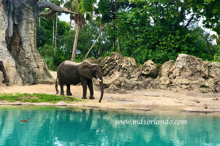 Elefante no Animal Kingdom