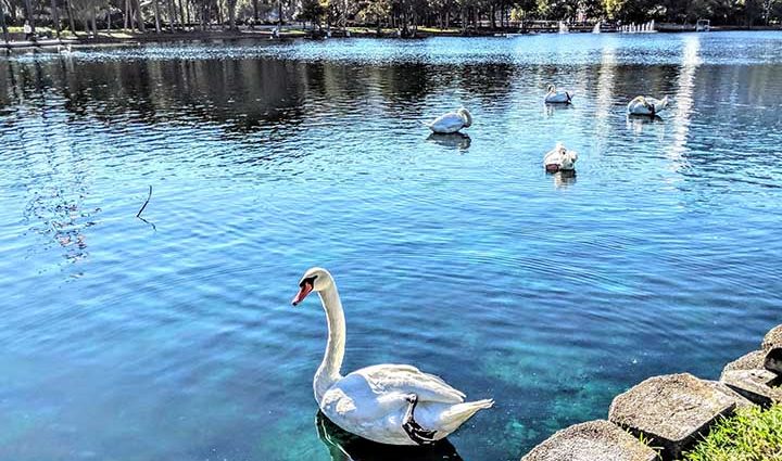 Cisnes no parque Lake Eola em Orlando