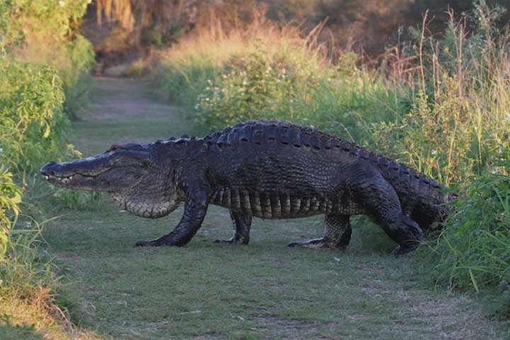 Crocodilo passeando no Safari Wildernness Ranch em Lakeland na Flórida
