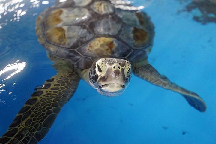 united-parks-rescue-center